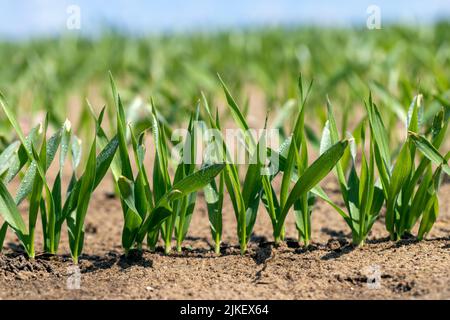 agricultural fields with a large number of young green cereal wheat as grass, cereal cultivation in eastern European territory, dew drops on plants Stock Photo