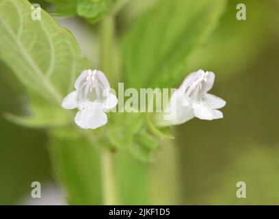 Balm - Melissa officinalis Stock Photo