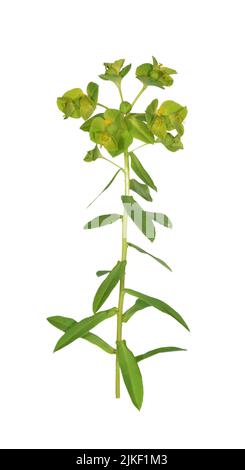 Broad-leaved Spurge - Euphorbia platyphyllos Stock Photo