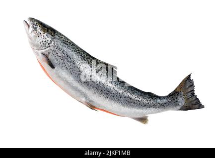 Whole salmon isolated on white. Atlantic salmon. gutted fish carcass. eviscerated carcass salmon. Sea fish, healthy food. carcass of atlantic salmon Stock Photo
