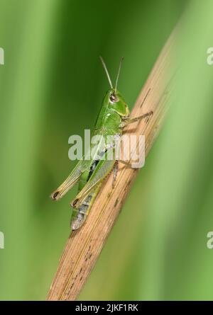 Meadow Grasshopper - Chorthippus parallelus Stock Photo