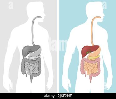 A vector graphic illustration of the human digestive system inside of a male silhouette Stock Vector