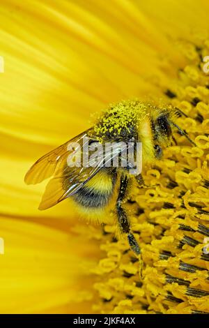 Bumble-bee on a sunflower Stock Photo
