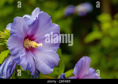 flowering blue hibiscus flower Stock Photo