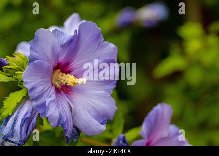flowering blue hibiscus flower Stock Photo
