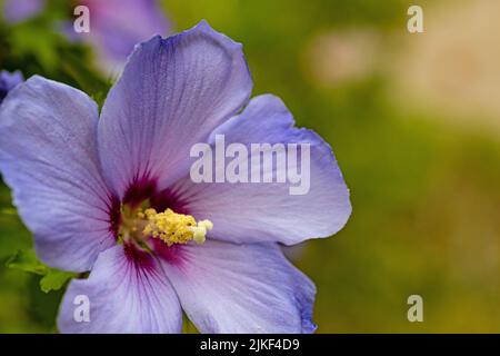 flowering blue hibiscus flower Stock Photo