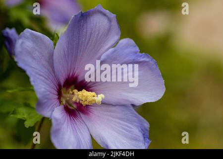 flowering blue hibiscus flower Stock Photo