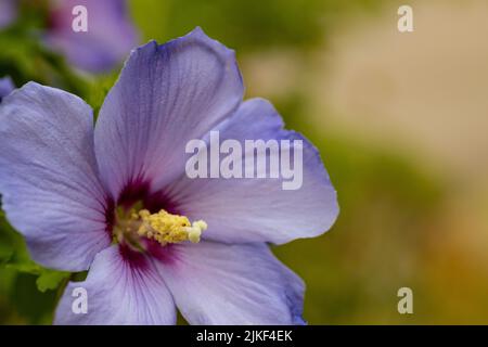 flowering blue hibiscus flower Stock Photo