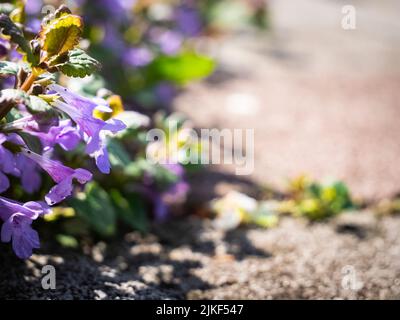 Wild purple orchids growing on the edges of sidewalk Stock Photo