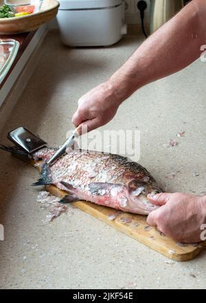 Man cleaning bream fish in the kitchen, only hands close up. Stock Photo