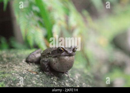 Malaysian horned frog, also known as the long-nosed horned frog or Malayan leaf frog (Megophyris nasuta) at Mount Kinabalu Botanical Garden in Kinabalu Park, Ranau, Sabah, Malaysia. Stock Photo