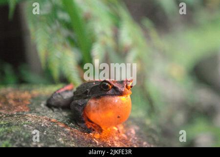 Malaysian horned frog, also known as the long-nosed horned frog or Malayan leaf frog (Megophyris nasuta) lit by a light torch at Mount Kinabalu Botanical Garden in Kinabalu Park, Ranau, Sabah, Malaysia. Stock Photo