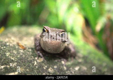 Malaysian horned frog, also known as the long-nosed horned frog or Malayan leaf frog (Megophyris nasuta) at Mount Kinabalu Botanical Garden in Kinabalu Park, Ranau, Sabah, Malaysia. Stock Photo