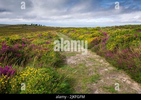 Heather and gorse in bloom at Higher Hare Knap in late summer in the Quantock Hills, Somerset, England. Stock Photo