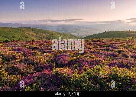 Heather and Gorse on Weacombe Hill above Bicknoller Combe in the Quantock Hills, Somerset, England. Stock Photo