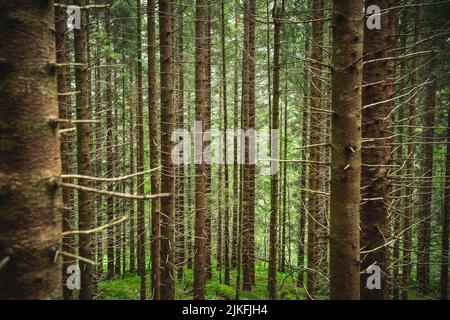 Tall pine trunks full of leafless sharp branches in the forest in Norway Stock Photo