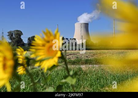 Wow, Deutschland. 02nd Aug, 2022. A sunflower field, sunflowers in front of the nuclear power plant Isar 2. The nuclear power plant Isar (abbreviation KKI), also nuclear power plant Isar/Ohu is located in Lower Bavaria, 14 kilometers downstream from Landshut in the area of the market Essenbach.Kuehlturm. ? Credit: dpa/Alamy Live News Stock Photo