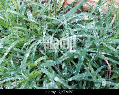 small rain dropes on small green leafs Stock Photo