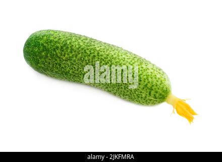 Cucumber with yellow flower isolated on white Stock Photo