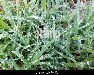 small rain dropes on small green leafs Stock Photo