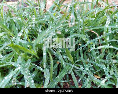 small rain dropes on small green leafs Stock Photo