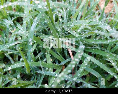 small rain dropes on small green leafs Stock Photo