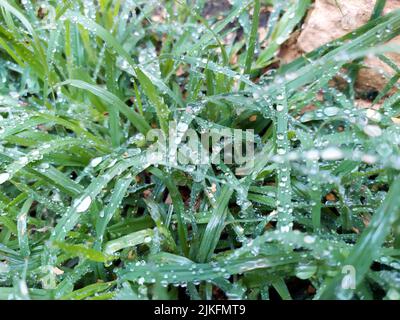 small rain dropes on small green leafs Stock Photo