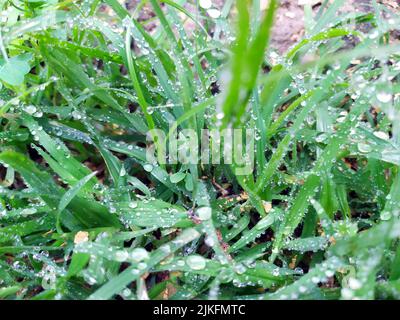 small rain dropes on small green leafs Stock Photo