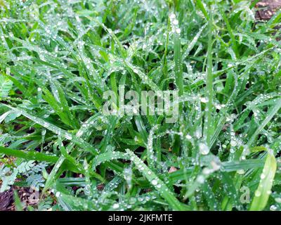 small rain dropes on small green leafs Stock Photo