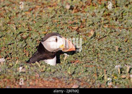 Atlantic Puffin emerging from a burrow on Skokholm Island Wales UK Stock Photo