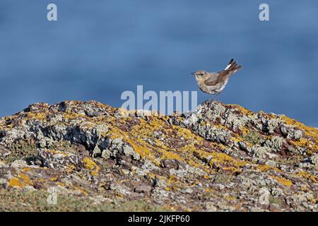 Male Northern Wheatear on a lichen covered rock Skokholm Wales UK Stock Photo