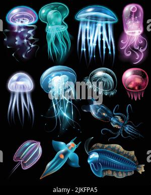 Light and multicolored stylish underwater animals icon set fish different jellyfish and squids vector illustration Stock Vector