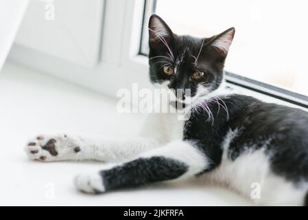 A beautiful young kitten in black and white lies on the window. Home favorite pet Stock Photo