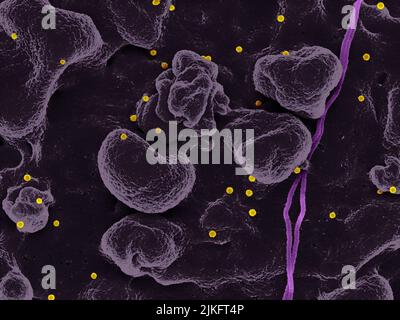 Scanning electron micrograph of Crimean-Congo hemorrhagic fever (CCHF) virus particles (yellow) budding from the surface of cultured epithelial cells from a patient. Credit: NIAID Stock Photo