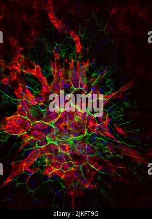 Ib4 Staining Rpe Rat junctional epithelium, light micrograph Stock Photo - Alamy