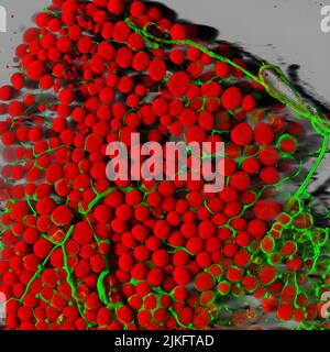 The fat cells of a mouse (red) are shown surrounded by a network of blood vessels (green). Fat cells store and release energy, protect organs and nervous tissues, insulate us from the cold and help us absorb important vitamins Stock Photo