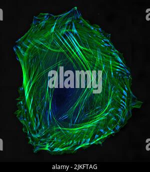 Embryonic smooth muscle cell. Immunofluorescence-labeled actin cytoskeleton (green) and vinculin in cell adhesions (blue). Confocal laser scanning microscopy. Stock Photo