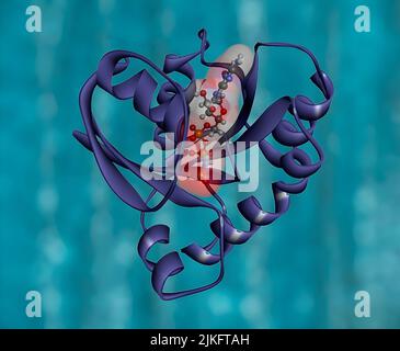 In a study of an immune therapy for colorectal cancer involving a single patient, a team of researchers from the National Cancer Institute (NCI) identified a method to target the cancer-causing protein produced by a mutant form of the KRAS gene. This targeted immunotherapy resulted in cancer regression in the study patient. The discovery is published on December 8, 2016 in the New England Journal of Medicine. Stock Photo