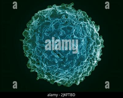 Colorized scanning electron micrograph of a B cell from a human donor. Stock Photo