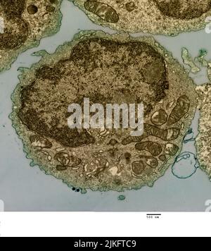 Transmission electron micrograph of a B cell from a human donor. Stock Photo