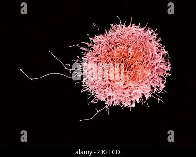 Colorized scanning electron micrograph of a natural killer cell from a human donor. Stock Photo