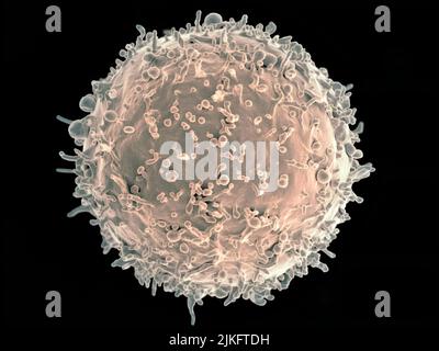 Colorized scanning electron micrograph of a B cell from a human donor. Stock Photo