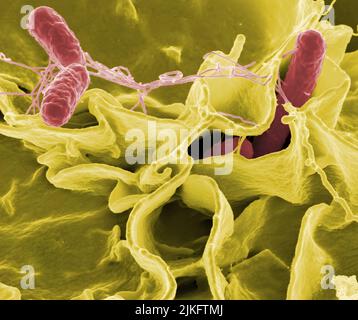 Salmonella bacteria, a common cause of food poisoning, have invaded an immune cell. Stock Photo