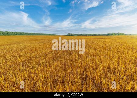 Dry grass on the field at sunset. Stock Photo