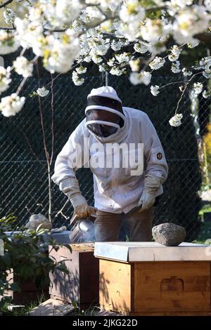 17.04.2022, Germany, Brandenburg, Neuenhagen - Beekeeper working under a blossoming cherry tree on one of his beehives. 00S220417D336CAROEX.JPG [MODEL Stock Photo