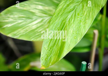 Alpinia Variegated Ginger or Alpinia Tricolor or alpinia galanga or Alpinia zerumbet or Willd and rain drop Stock Photo