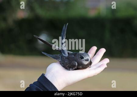 Common Swift (Apus apus) pre-release in the hand Norwich GB UK July 2022 Stock Photo