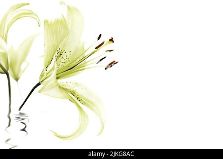 Light green lily flowers on a white background. Selective focus, copy space. Stock Photo