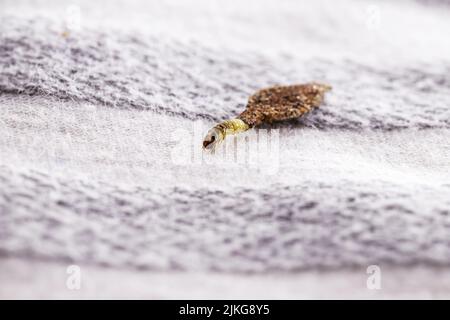 Wall moth larvae, found crawling up walls or clothing, inside a small cocoon, feed on fur (including the wool of clothing), feathers, leather, dead sk Stock Photo