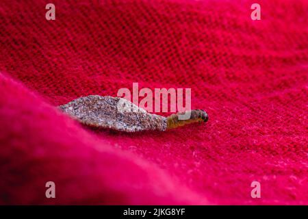 Wall moth larvae, found crawling up walls or clothing, inside a small cocoon, feed on fur (including the wool of clothing), feathers, leather, dead sk Stock Photo